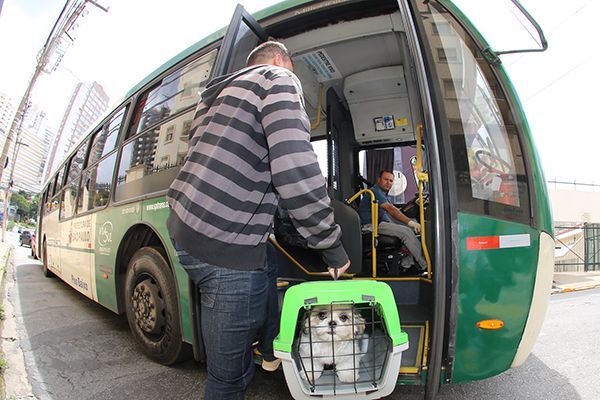 São Paulo terá guia de como transportar animal de estimação em ônibus, carro, bicicleta, táxi e aplicativo